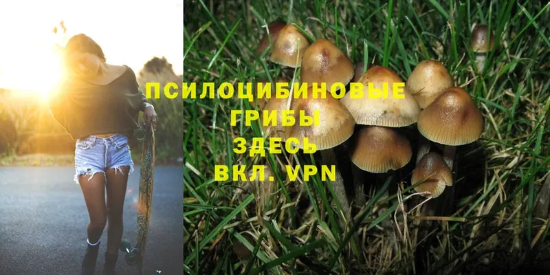 Галлюциногенные грибы Cubensis Андреаполь